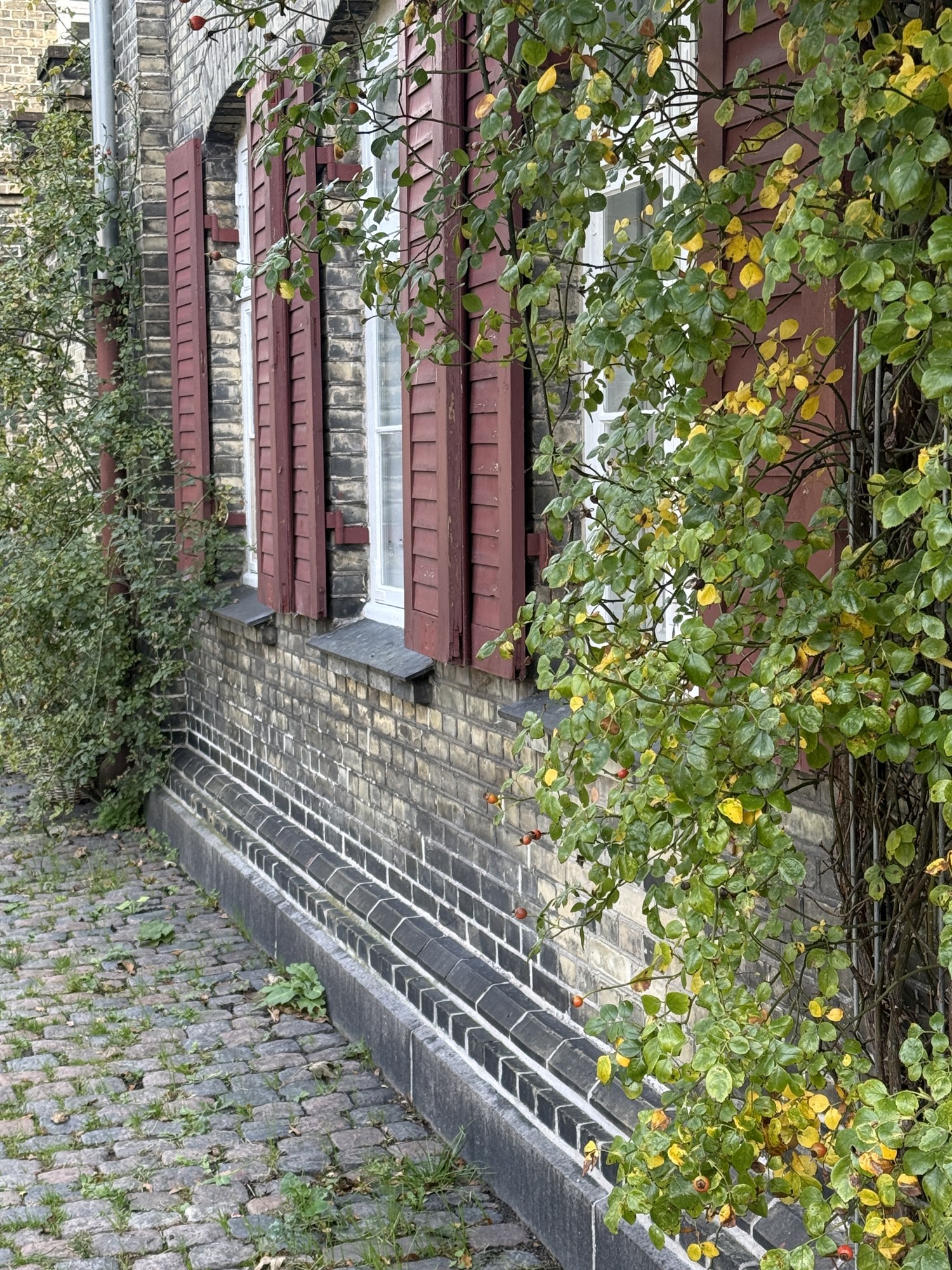 Grønne blade og røde træskodder langs en københavnsk facade